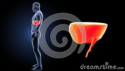 Diaphragm zoom with organs lateral view Stock Photo