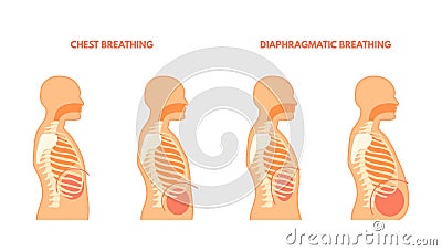 Diaphragmatic breathing. Pulmonary exercises chest and abdominal breath training, relax trachea respiration technique Vector Illustration