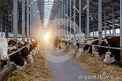 Diary thoroughbred cows in modern free livestock stall Stock Photo