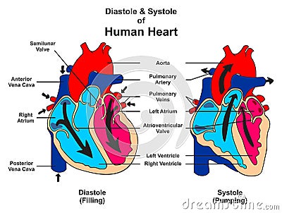 Diastole and systole of human heart anatomy Vector Illustration