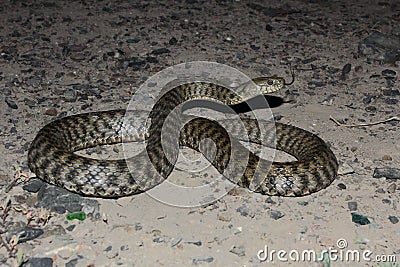 Dice snake (Natrix tassellata) Stock Photo