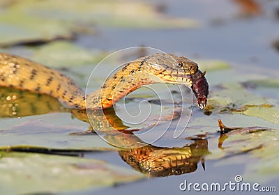 The dice snake Natrix tessellata caught a fish and eat it Stock Photo