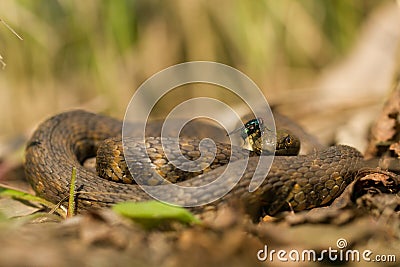 Dice snake Natrix tessellata in Czech Republic Stock Photo