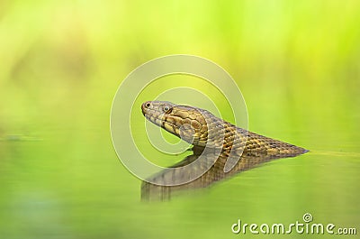 Dice snake Natrix tessellata in Czech Republic Stock Photo