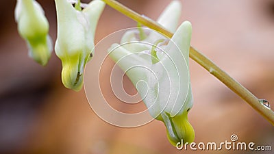 Dicentra cucullaria with water drops Stock Photo