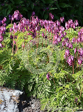 Dicentra formosa pink heartshaped drooping flowers Stock Photo