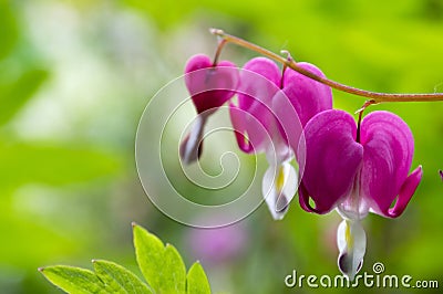 Dicentra spectabilis asian bleeding hearts, heart shaped flowers Stock Photo