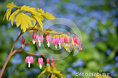 Dicentra spectabilis Gold Heart Stock Photo