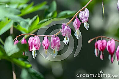 Dicentra spectabilis pink bleeding hearts on the branch, flowering plant in springtime garden Stock Photo