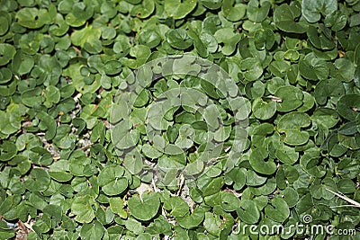 Dichondra repens flowerbed Stock Photo