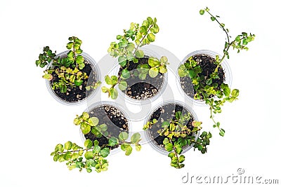 Dichondra sprout five cans transparent beautiful shape Stock Photo