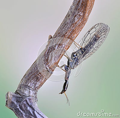 Dichrostigma flavipes (male) Stock Photo