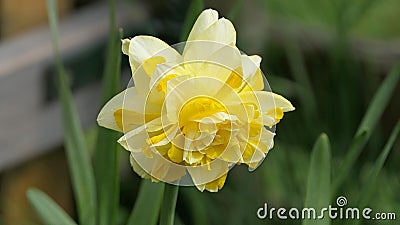 Dick Wilden Daffodil in a garden in UK Stock Photo