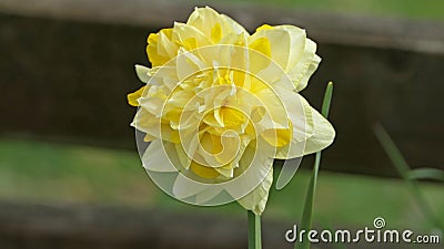 Dick Wilden Daffodil in a garden in UK Stock Photo