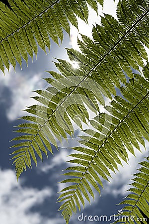 Dicksonia antarctica soft tree fern, man fern is a species of evergreen tree fern native to eastern Australia, here invading the Stock Photo