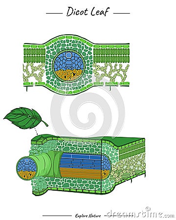 Dicot leaf structure or anatomy template Cartoon Illustration