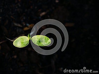 The Dicotyledon Born from Seeds Stock Photo