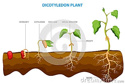 Dicotyledon plants, or dicots, are a group of flowering plants with two embryonic leaves Vector Illustration