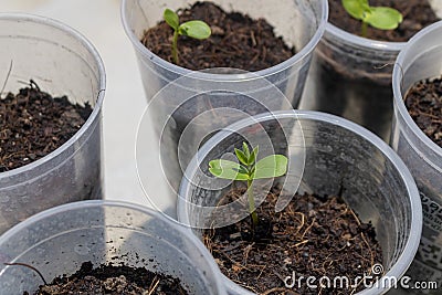 Dicotyledon seedlings growing Stock Photo