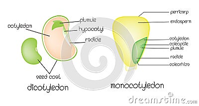 Dicotyledon vs monocotyledon Vector Illustration