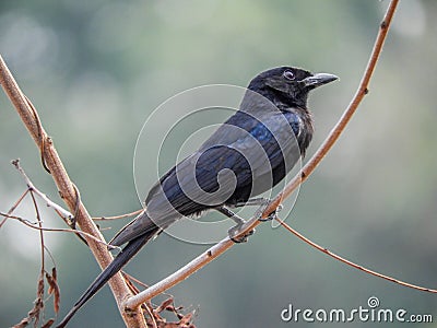 Dicruridae, is a fascinating family of passerine birds characterized . Stock Photo