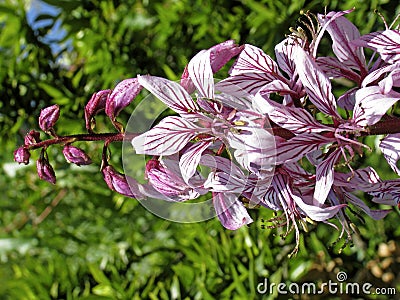 Dictamnus albus, Burning-bush, False Dittany in Germany Stock Photo