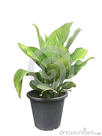 Dieffenbachia in black plastic pot isolated on white background. Stock Photo