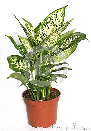 Dieffenbachia or dumbcane isolated on white background in flower pot. Dieffenbachia seguine, also known as dumbcane is a species Stock Photo