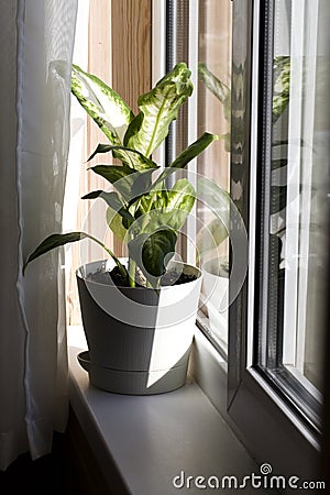 Dieffenbachia or dumbcane in white flower pot near the window with curtains Stock Photo