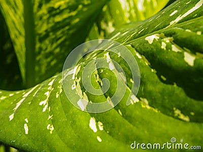 Dieffenbachia leaf Stock Photo