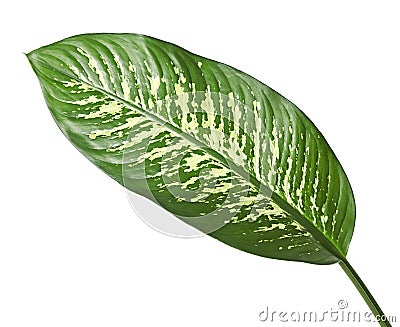 Dieffenbachia leaf dumb cane, Green leaves containing white spots and flecks, Tropical foliage isolated on white background Stock Photo