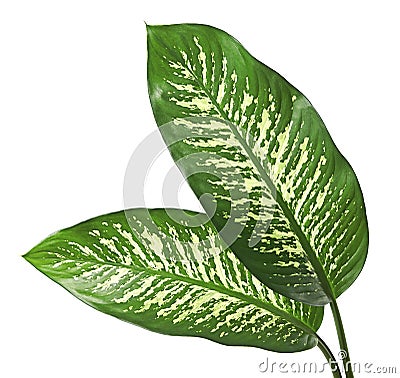 Dieffenbachia leaf dumb cane, Green leaves containing white spots and flecks, Tropical foliage isolated on white background Stock Photo