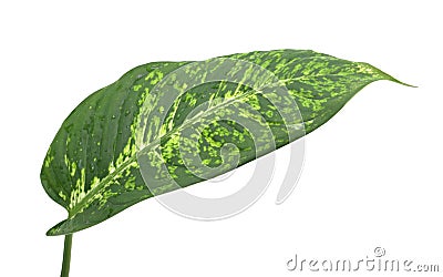 Dieffenbachia leaf, isolated Stock Photo