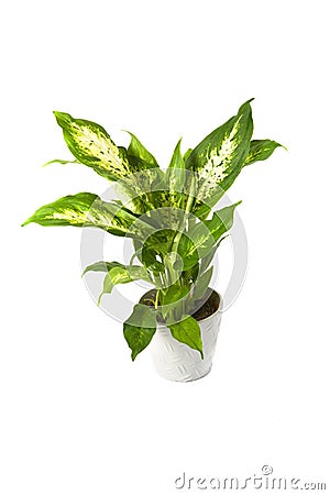 Dieffenbachia overig compacta Stock Photo