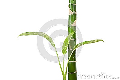 Dieffenbachia plant, houseplant iisolated on white Stock Photo