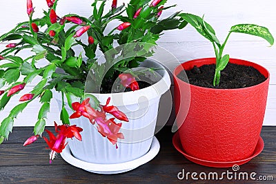 Dieffenbachia and Schlumbergera. House plants in red and white pot on a wooden background. Dumbcane.House plant Stock Photo