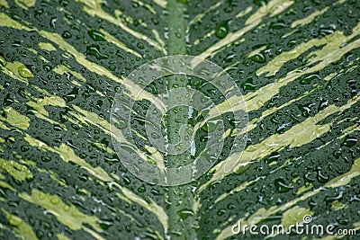 Dieffenbachia seguine leaf. Stock Photo