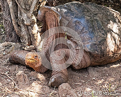 Diego, a giant tortoise at the Charles Darwin Research Center located in Puerto Ayora, Santa Cruz Island. Stock Photo