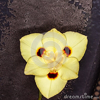 flower from africa dietes bicolor Stock Photo