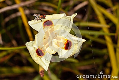 flower from africa dietes bicolor Stock Photo