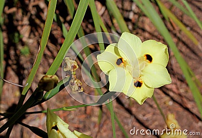 Dietes bicolor, African iris or fortnight lily Stock Photo