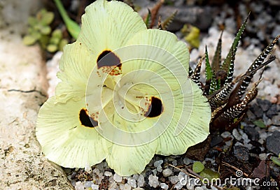 South African indigenous flowers, pale yellow African Iris Stock Photo