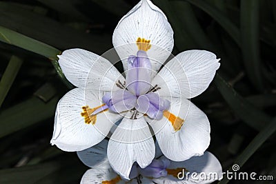 Dietes grandiflora, Large Wild Iris, Fairy Iris Stock Photo