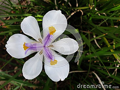 Dietes grandiflora - wild iris flower growing outdoors in garden Stock Photo