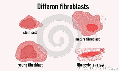 Diffcron of fibroblasts, cell growth. Stem cell and young fibroblast. Vector Illustration