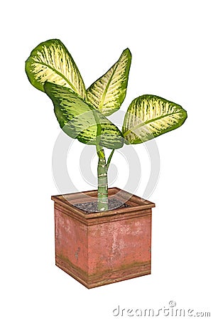 Diffenbachia in a pot - a plant of a genus that includes dumb cane and its relatives Stock Photo