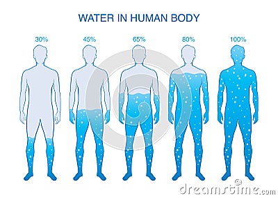 Difference percentage of water in the human body. Vector Illustration