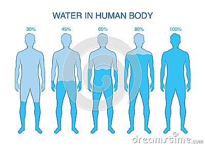 Difference percentage of water in the human body. Vector Illustration