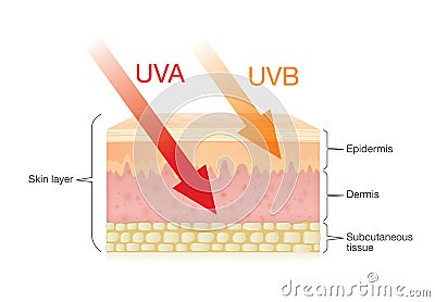 The difference of radiation types in sunlight with skin. Vector Illustration