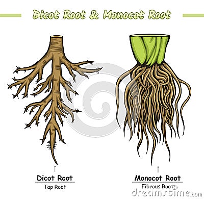 Difference between Root and Dicot Root Stock Photo